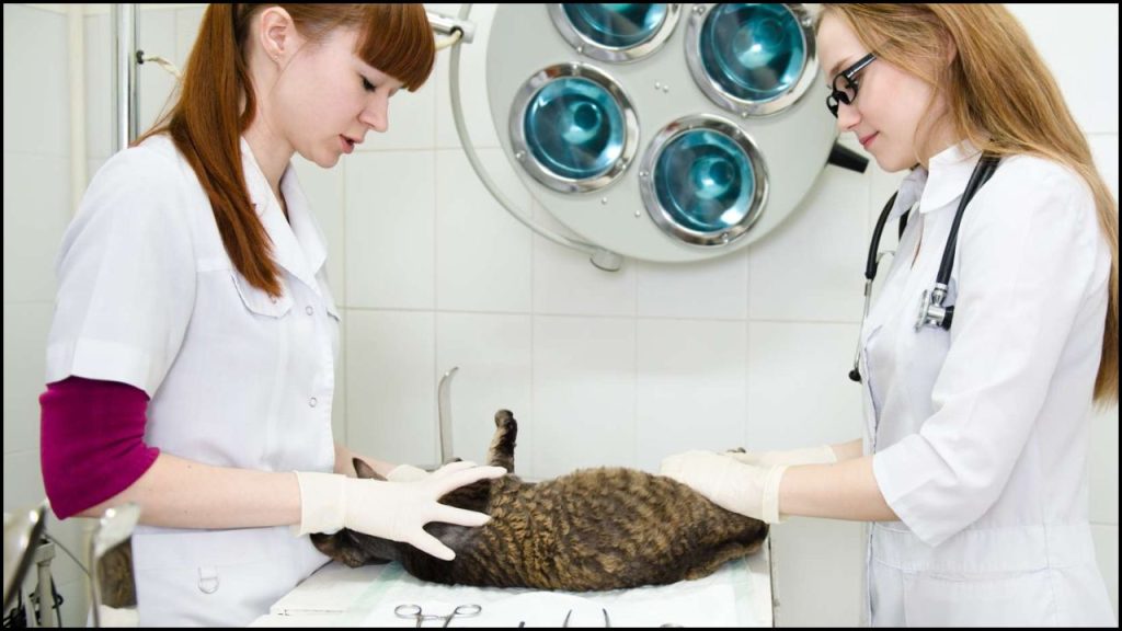 Veterinary Forensic Sciences Online Graduate Programs